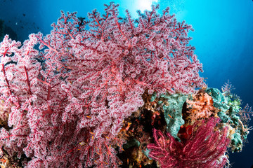 Raja Ampat Coral Indonesia