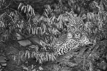 Leopard cub lying on a branch in black and white