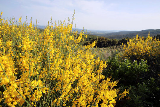  Ginster (Genista) Pflanze mit gelben Bl&uuml;ten, Mittelmeerflora