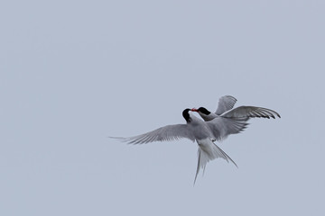 Sterne arctique