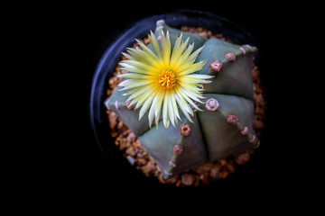 Beautiful blooming yellow petal Astrophytum cactus flower on black background.