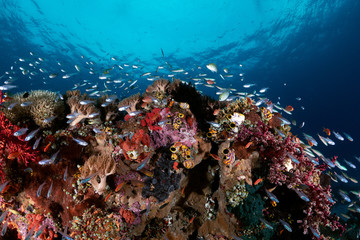 Naklejka na ściany i meble Raja Ampat Indonesia Coral Garden fish