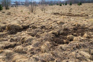 Digging wild boar at forest edge in early spring 