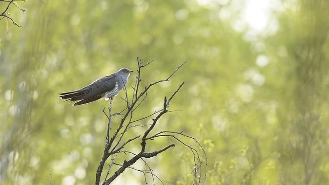 Common Cuckoo Calling in Natural Environment