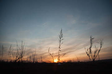 sunset in field