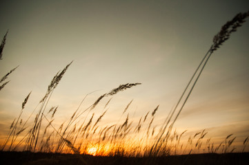 Obraz premium reeds at sunset