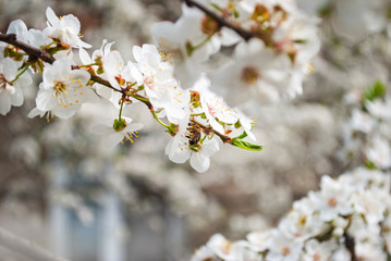Bee. Honey production. Flowering tree, close up. A honey bee collects pollen from a fruit tree. Ode to spring. 
