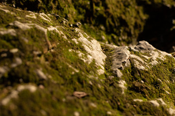 Green moss on stones.