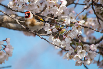 Stiebitz-einheimischer Vogel in blühendem Apfelbaum