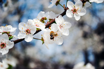 Bee. Honey production. Flowering tree, close up. A honey bee collects pollen from a fruit tree. Ode to spring. 