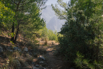 mountains and forest