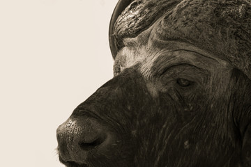Cape Buffalo in monochrome