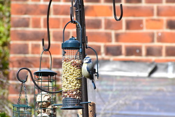 Colourful blue yellow white and green plumage mix makes the Eurasian blue tit attractive and recognisable British garden visitor In winter Paridae family flocks join up with others to search for food