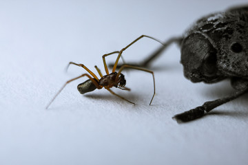 A little fight between a huge bug and a little spider
