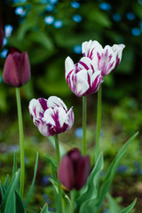 tulips in the garden