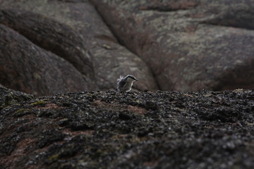 nuthatch