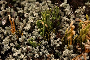 Lichen