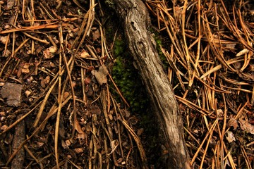 roots of tree