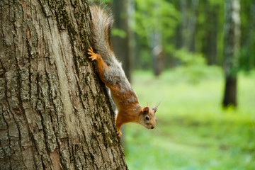 Naklejka na ściany i meble squirrel on tree