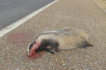 The European badger (Meles meles) is a badger species in the family Mustelidae native to almost all of Europe and some parts of Western Asia. The death of fauna on roads by collision in Europe. © 9elisa9
