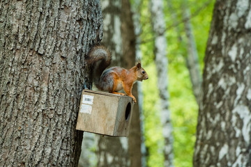 squirrel on tree