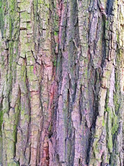 brown tree bark texture close up