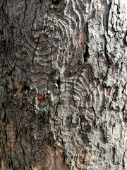 brown tree bark texture close up