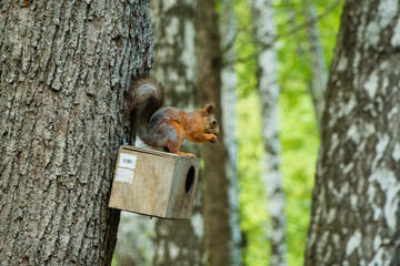 squirrel on tree