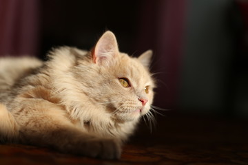 Lazy lovely fluffy ginger cat lying and basking on sun. Beige cute kitten relaxing.