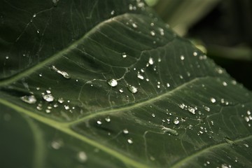 dew on a green leaf