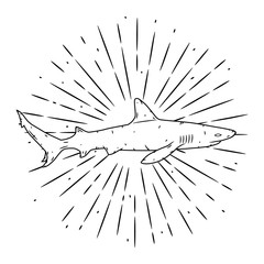 Shark. Vector illustration with shark and divergent rays. Used for poster, banner, web, t-shirt print, bag print, badges, flyer, logo design and more.