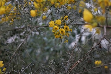 yellow flowers on a tree