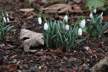 snowdrops in the garden