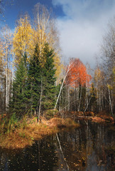 Trees on the shore of a warm lake. Coniferous pine forest near a taiga pond.