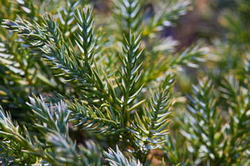 Flaky Juniperus squamata close up needles ('Blue Carpet').  Macro needles in sunlight. 