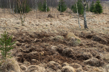 Digging wild boar at forest edge in early spring 