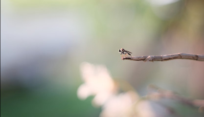 spider on a leaf