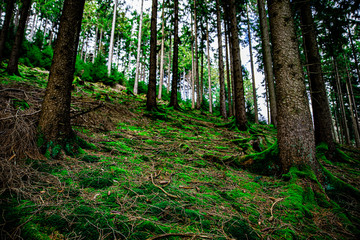 Obraz premium Bestwig