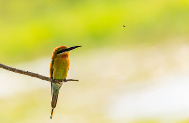 Chestnut Headed Bee Eater