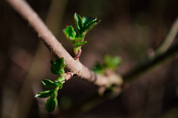 First green leaves closeup on tree in spring