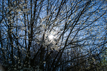 Frühlingsblüten blühen