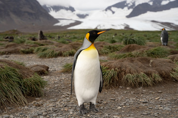 Fototapeta premium penguin in antarctica
