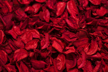 Red leaves texture, red, pink and purple leaves on background