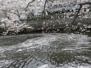 目黒川の満開の桜