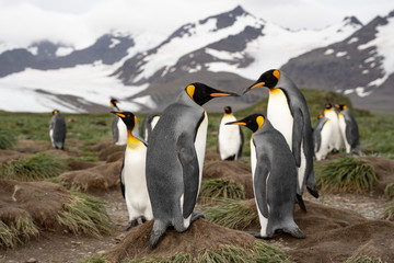group of penguins interacting funny with each other