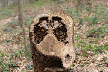Old stump in the forest. Concept of cutting down trees, deforestation, disease, air pollution, lungs of the planet. Lungs carved out on chopped down tree stump. Symbol of bad health. Smoking kills.