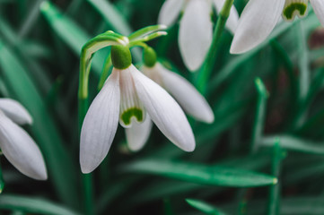 Fototapeta premium White snowdrops closeup with blurred background