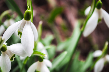 White snowdrops closeup with blurred background