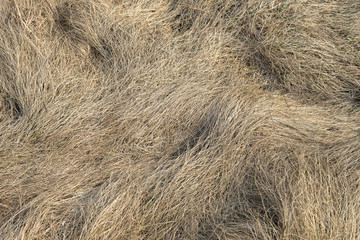 Dry grass of meadow in early spring