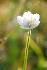 Parnassie des marais